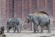 Známá fasáda chrámu slonů v zoologické zahradě v Lipsku pochází z cihelného expresionismu.