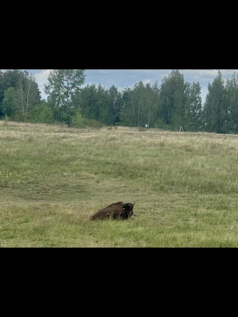 Vodní buvol u jezera Cospuden