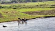 Ägyptische Landwirtschaft entlang des Nilufers, aufgenommen von Mahaux auf Shutterstock.com.