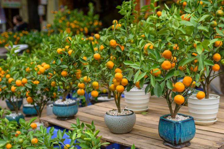 Reinforced concrete planters for orange trees, inspired by the work of Joseph Monier.