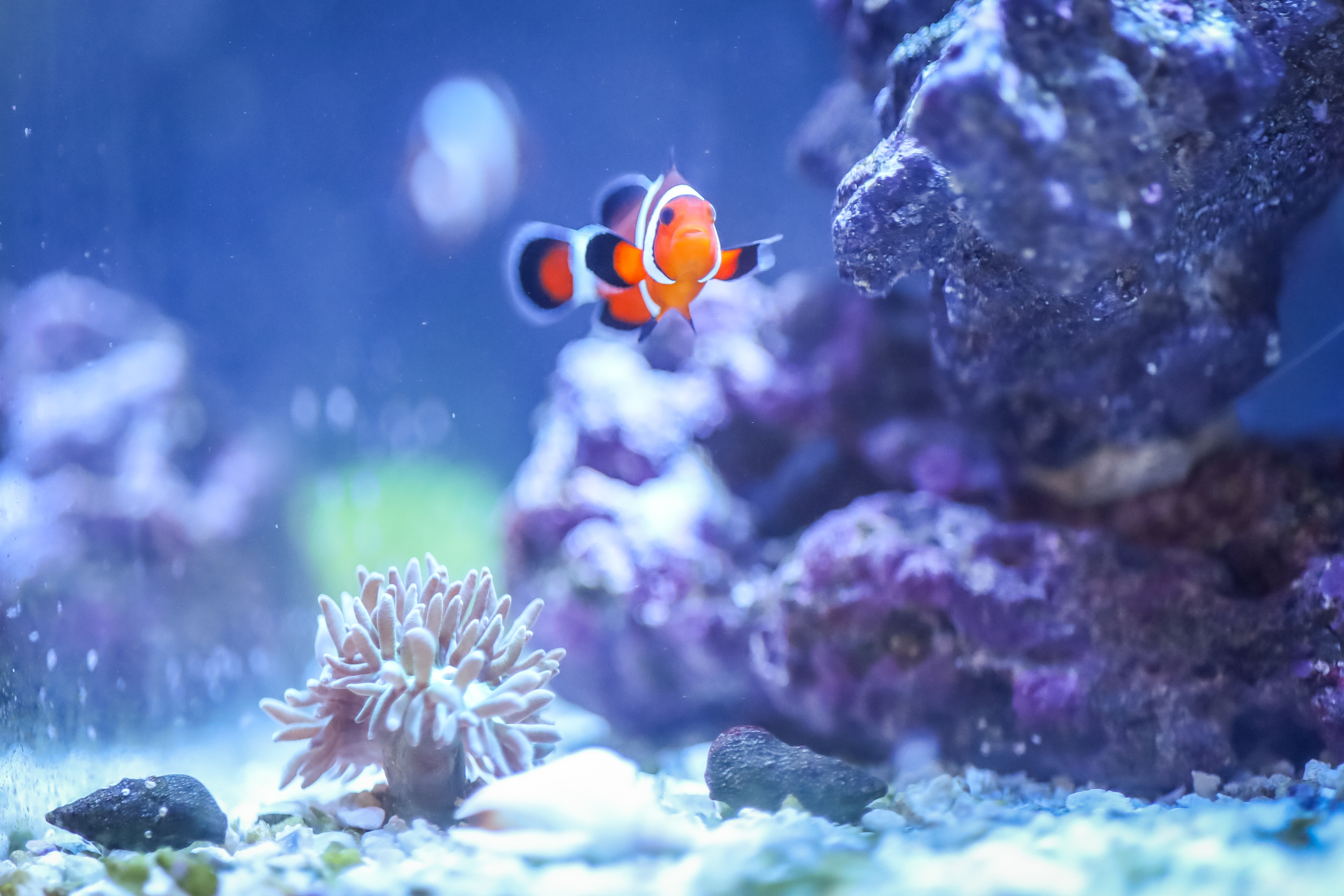 Vrais poissons-clowns et environ 100 autres espèces dans un aquarium d’eau salée coloré avec des éléments de récif corallien