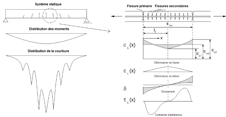 L’image montre le comportement de contrainte et de déformation entre deux fissures primaires et l’effet raidissant du béton.