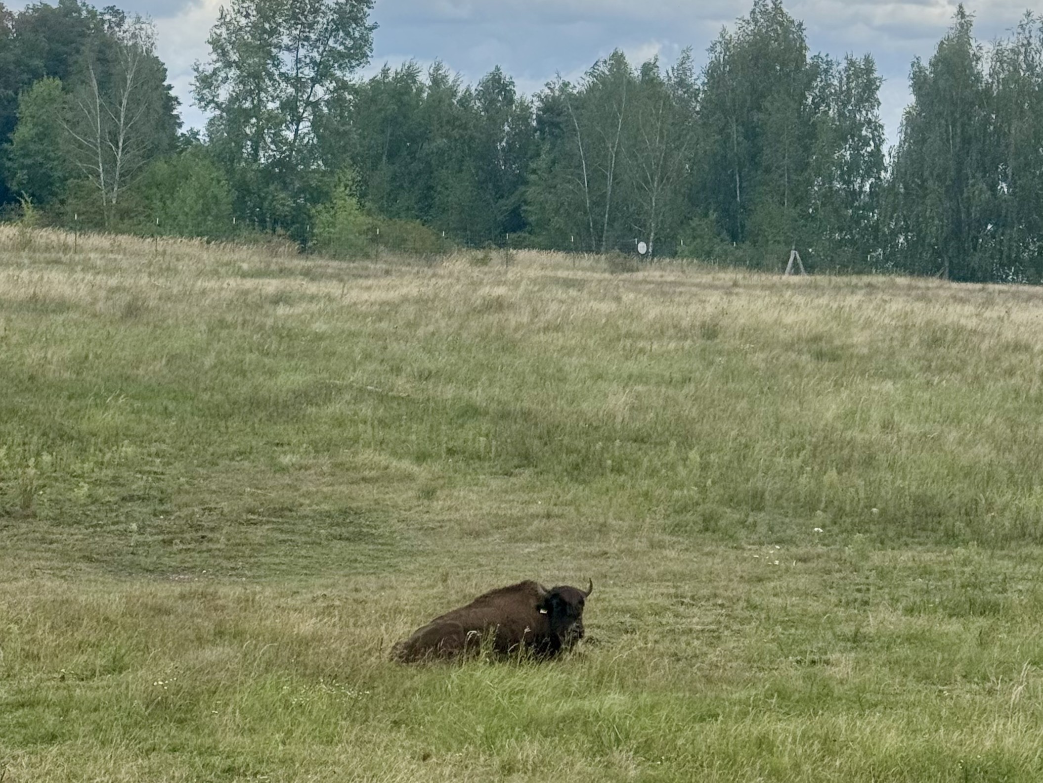 Buffles d’eau au lac Cospuden