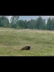 Bufalo d'acqua al Lago Cospudener
